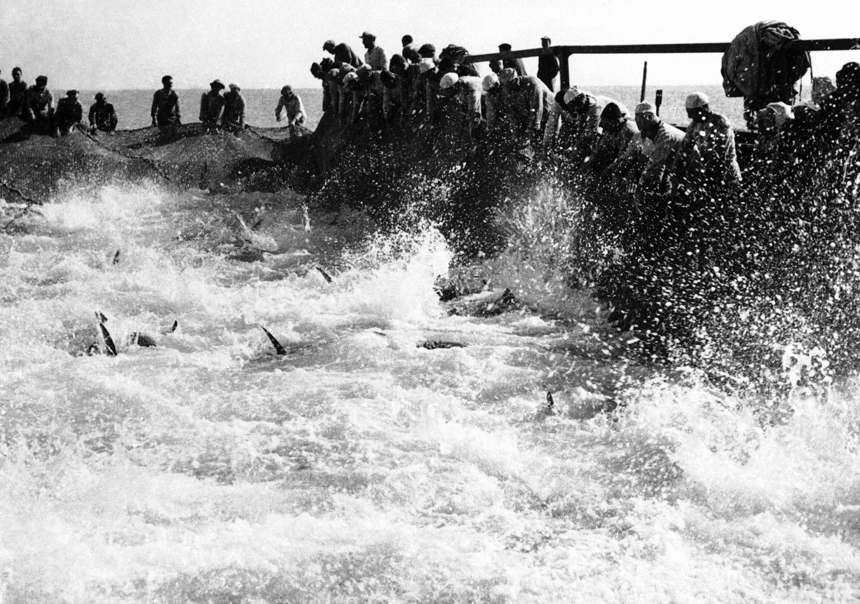 1939: Italy Annual Tuna Fishing Expedition